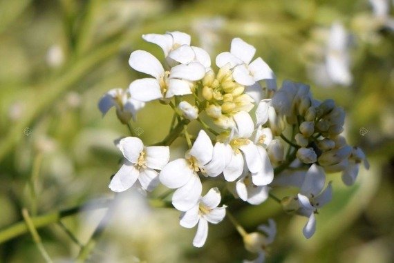 Gęsiówka macedońska Old Gold Arabis ferdinandi-coburgii