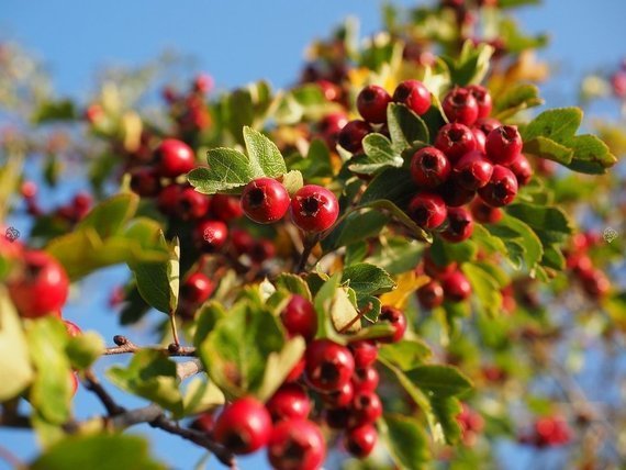 Głóg jadalny strzępolistny Crataegus 