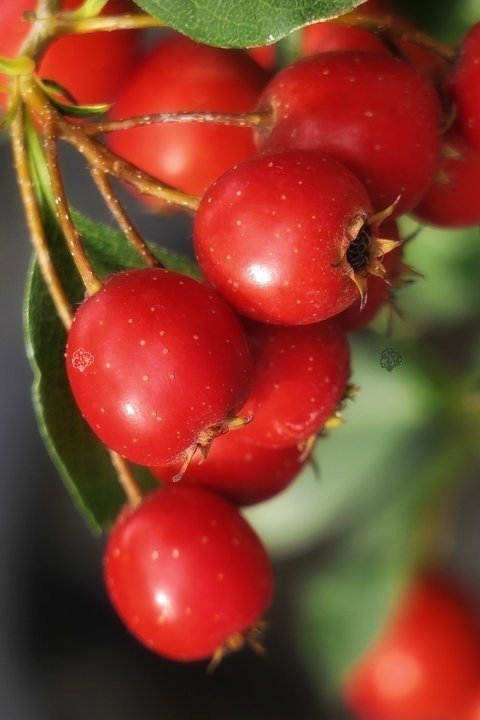 Głóg jadalny strzępolistny Crataegus 