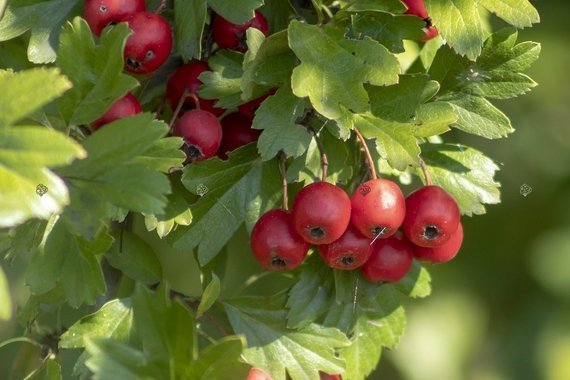 Głóg jadalny strzępolistny Crataegus 