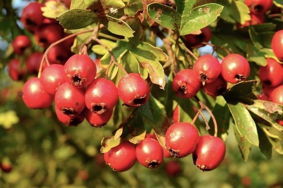 Głóg jadalny strzępolistny Crataegus 