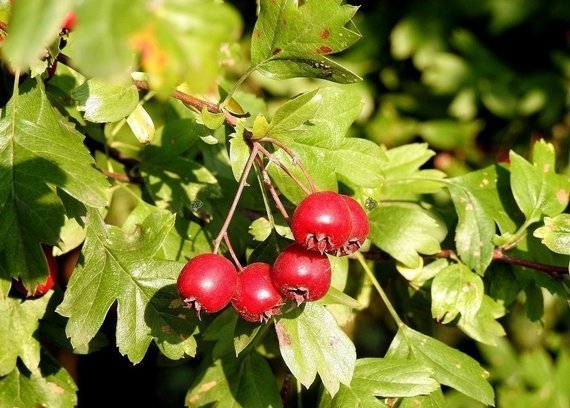 Głóg jadalny strzępolistny Crataegus 