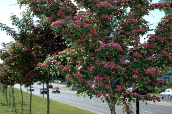 Głóg pośredni Paul's Scarlet Crataegus