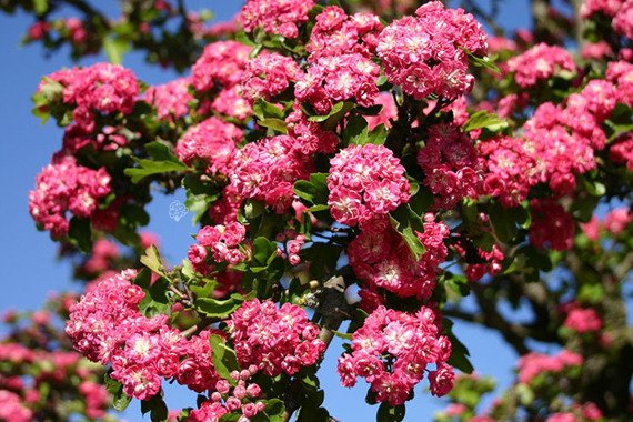 Głóg pośredni Paul's Scarlet Crataegus