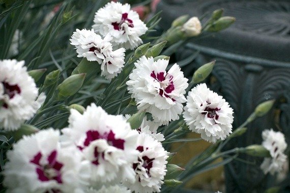 Goździk postrzępiony Ine Dianthus plumarius