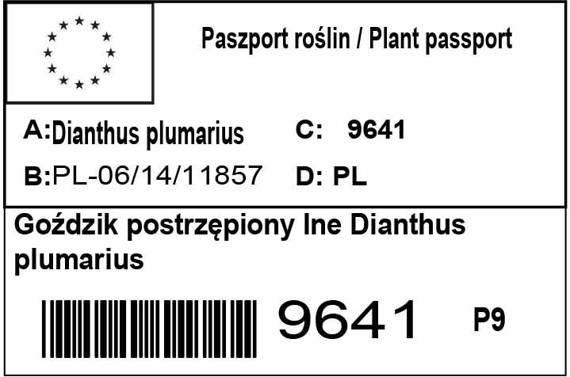 Goździk postrzępiony Ine Dianthus plumarius