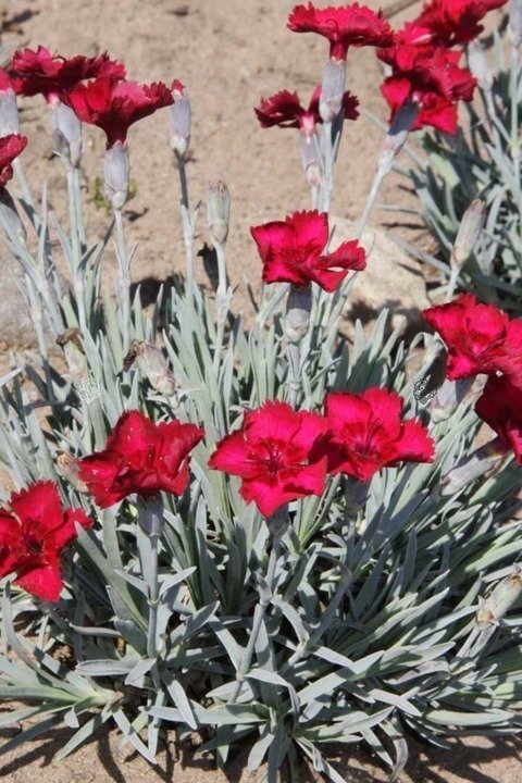 Goździk siny Rubin Dianthus gratianopolitanus