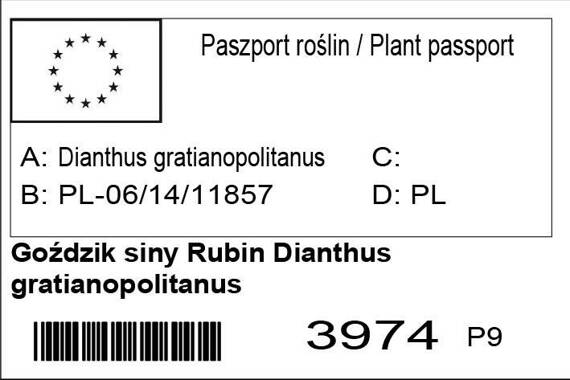 Goździk siny Rubin Dianthus gratianopolitanus