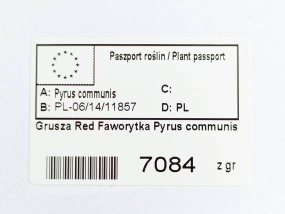 Grusza Red Faworytka Pyrus communis