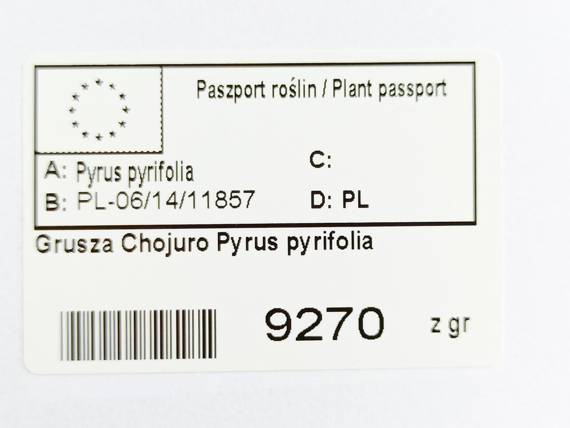 Grusza azjatycka Chojuro Pyrus pyrifolia Jabłkogrusza 2w1