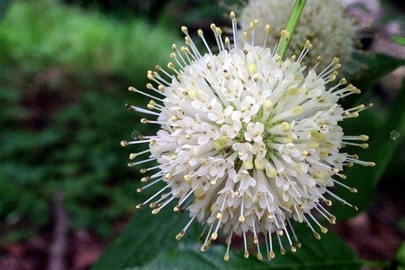 Guzikowiec zachodni Cephalanthus occidentalis