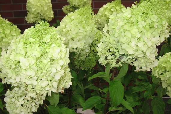 Hortensja Polar Bear PBR Hydrangea paniculata