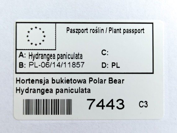Hortensja Polar Bear PBR Hydrangea paniculata