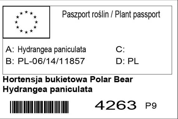 Hortensja Polar Bear PBR Hydrangea paniculata