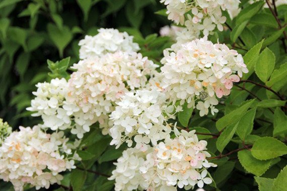 Hortensja bukietowa Bombshell PBR Hydrangea paniculata