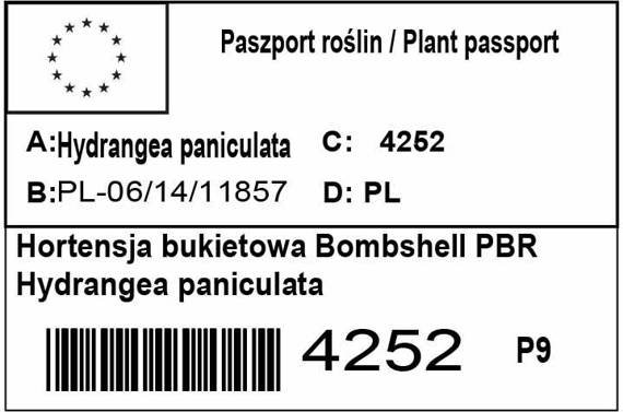 Hortensja bukietowa Bombshell PBR Hydrangea paniculata