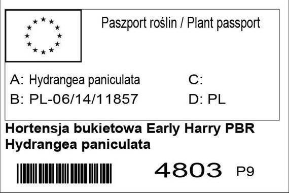 Hortensja bukietowa Early Harry PBR Hydrangea paniculata