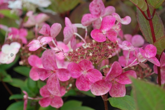 Hortensja bukietowa Early Sensation PBR Hydrangea paniculata