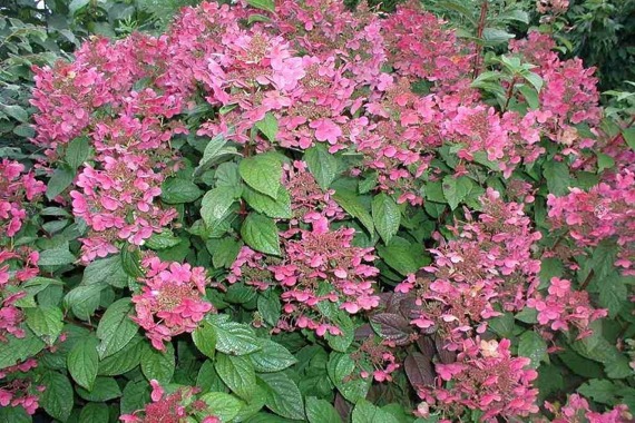 Hortensja bukietowa Early Sensation PBR Hydrangea paniculata