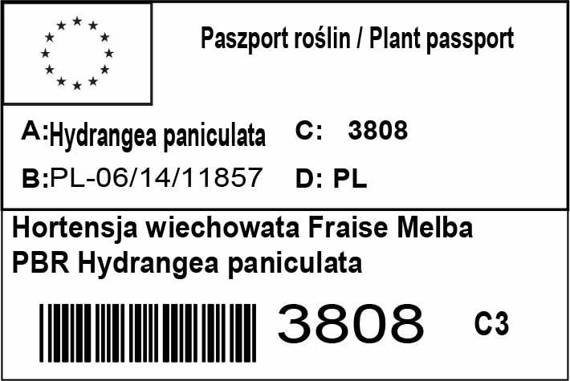 Hortensja bukietowa Fraise Melba PBR Hydrangea paniculata