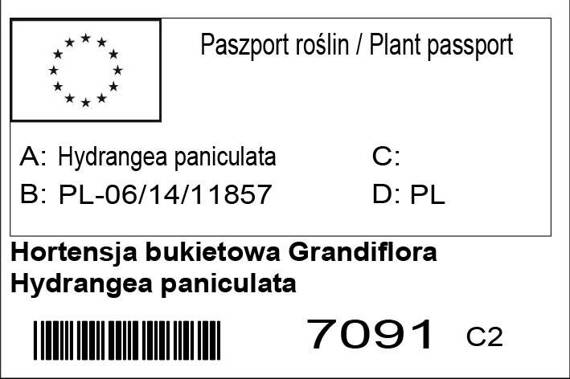 Hortensja bukietowa Grandiflora Hydrangea paniculata