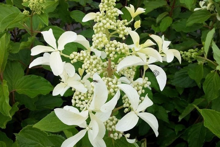 Hortensja bukietowa Great Star Le Vasterival PBR Hydrangea paniculata