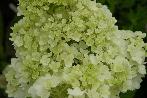 Hortensja bukietowa Magical Candle Hydrangea paniculata