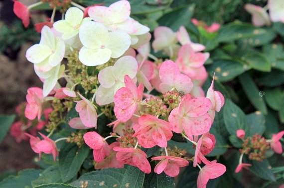 Hortensja bukietowa Magical Fire Bokraplume PBR Hydrangea paniculata