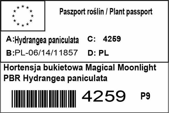 Hortensja bukietowa Magical Moonlight PBR hydrangea paniculata