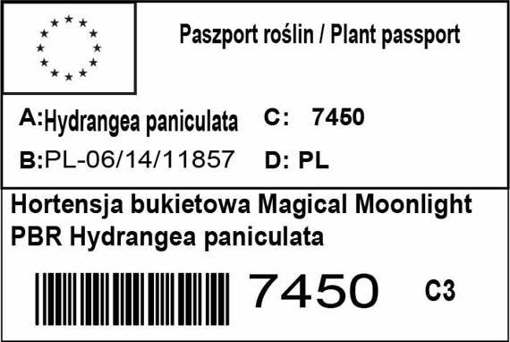 Hortensja bukietowa Magical Moonlight PBR hydrangea paniculata