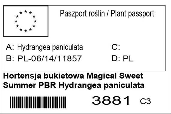 Hortensja bukietowa Magical Sweet Summer PBR Hydrangea paniculata