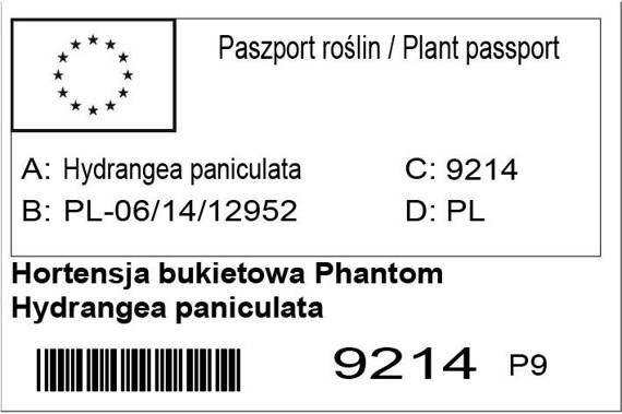 Hortensja bukietowa Phantom Hydrangea paniculata