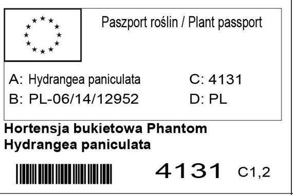 Hortensja bukietowa Phantom Hydrangea paniculata