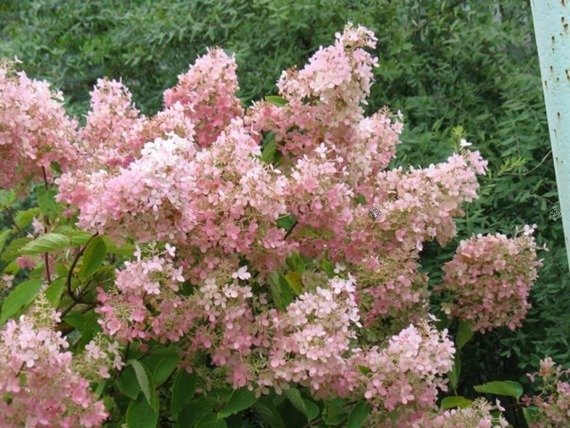 Hortensja bukietowa Pink Lady Hydrangea paniculata