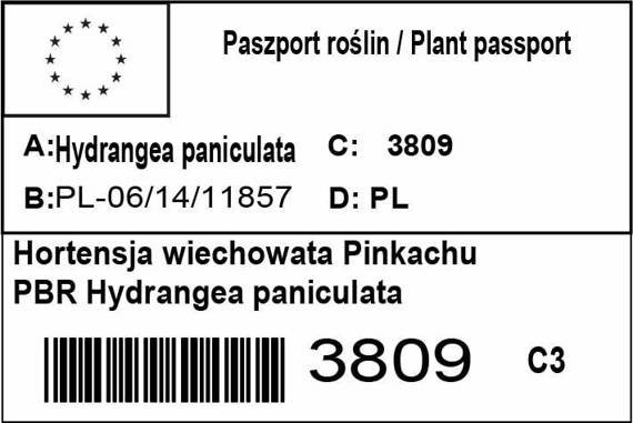 Hortensja bukietowa Pinkachu PBR Hydrangea paniculata