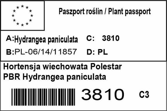 Hortensja bukietowa Polestar PBR Hydrangea paniculata