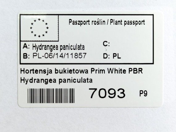 Hortensja bukietowa Prim White PBR Hydrangea paniculata
