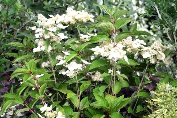 Hortensja bukietowa Prim White PBR Hydrangea paniculata