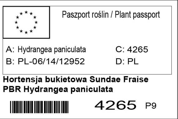 Hortensja bukietowa Sundae Fraise PBR hydrangea paniculata