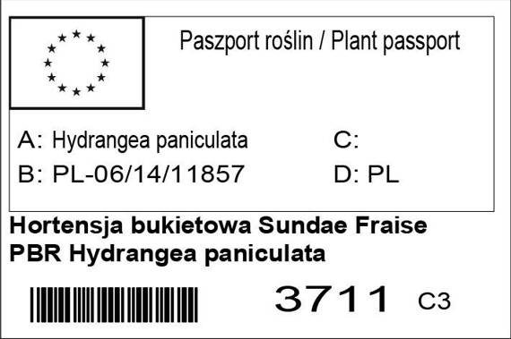 Hortensja bukietowa Sundae Fraise PBR hydrangea paniculata