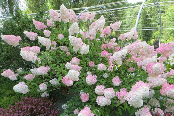 Hortensja bukietowa Vanille Fraise Renhy PBR Hydrangea paniculata