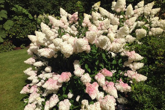 Hortensja bukietowa Vanille Fraise Renhy PBR Hydrangea paniculata