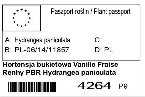 Hortensja bukietowa Vanille Fraise Renhy PBR Hydrangea paniculata