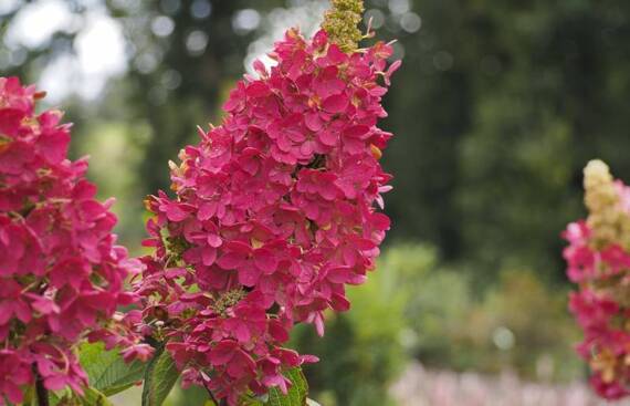 Hortensja bukietowa Wim's Red hydrangea paniculata