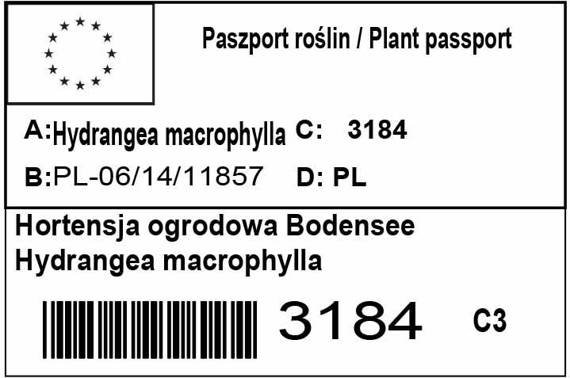 Hortensja ogrodowa Bodensee Hydrangea macrophylla
