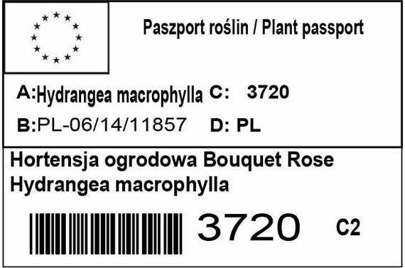 Hortensja ogrodowa Bouquet Rose Hydrangea macrophylla Tricolor