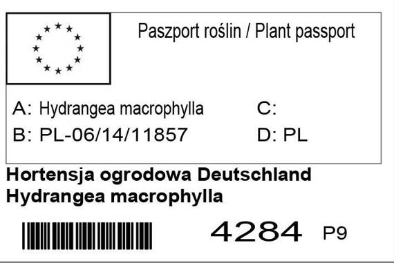 Hortensja ogrodowa Deutschland Hydrangea macrophylla