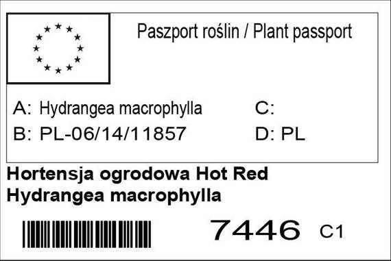 Hortensja ogrodowa Hot Red Hydrangea macrophylla