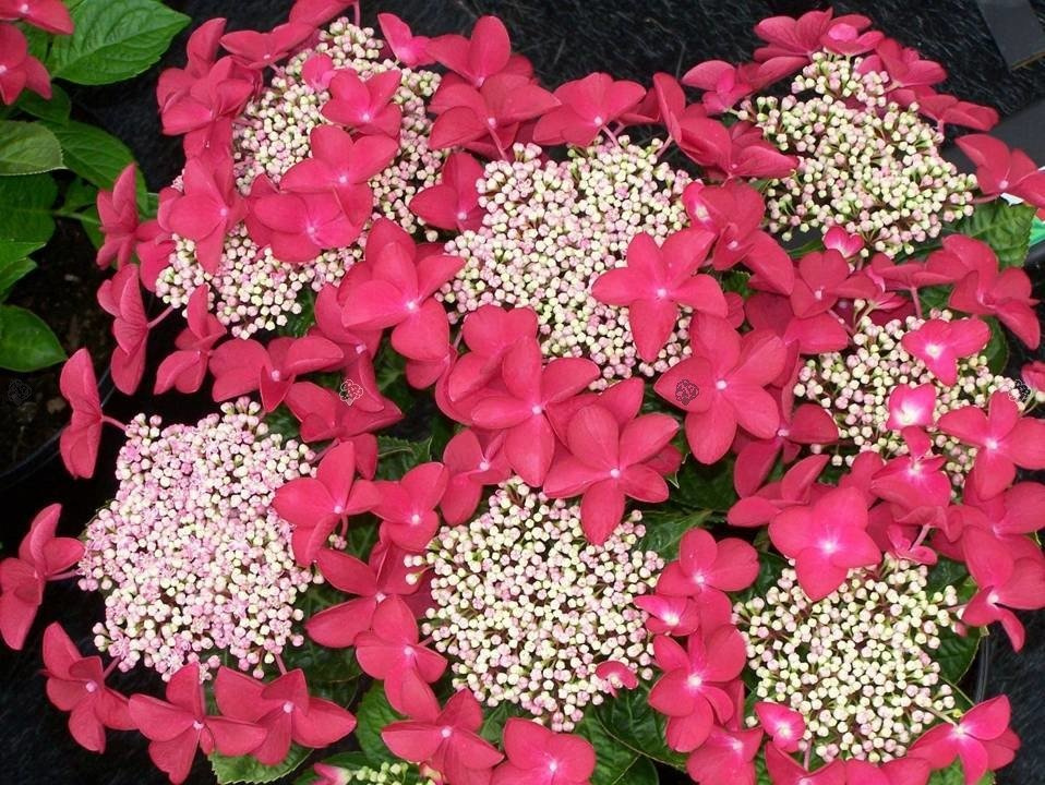 Hortensja ogrodowa Lady in Red Hydrangea macrophylla