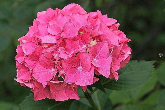 Hortensja ogrodowa Masja Hydrangea macrophylla